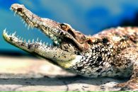 Aligator _kz фотография #40 (источник - https://vk.com/id122378398)