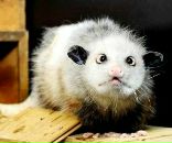 Фотография Чугин Антон