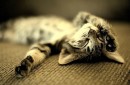 Фотография Брагин Александр