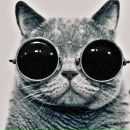 Фотография the Cat Vasya