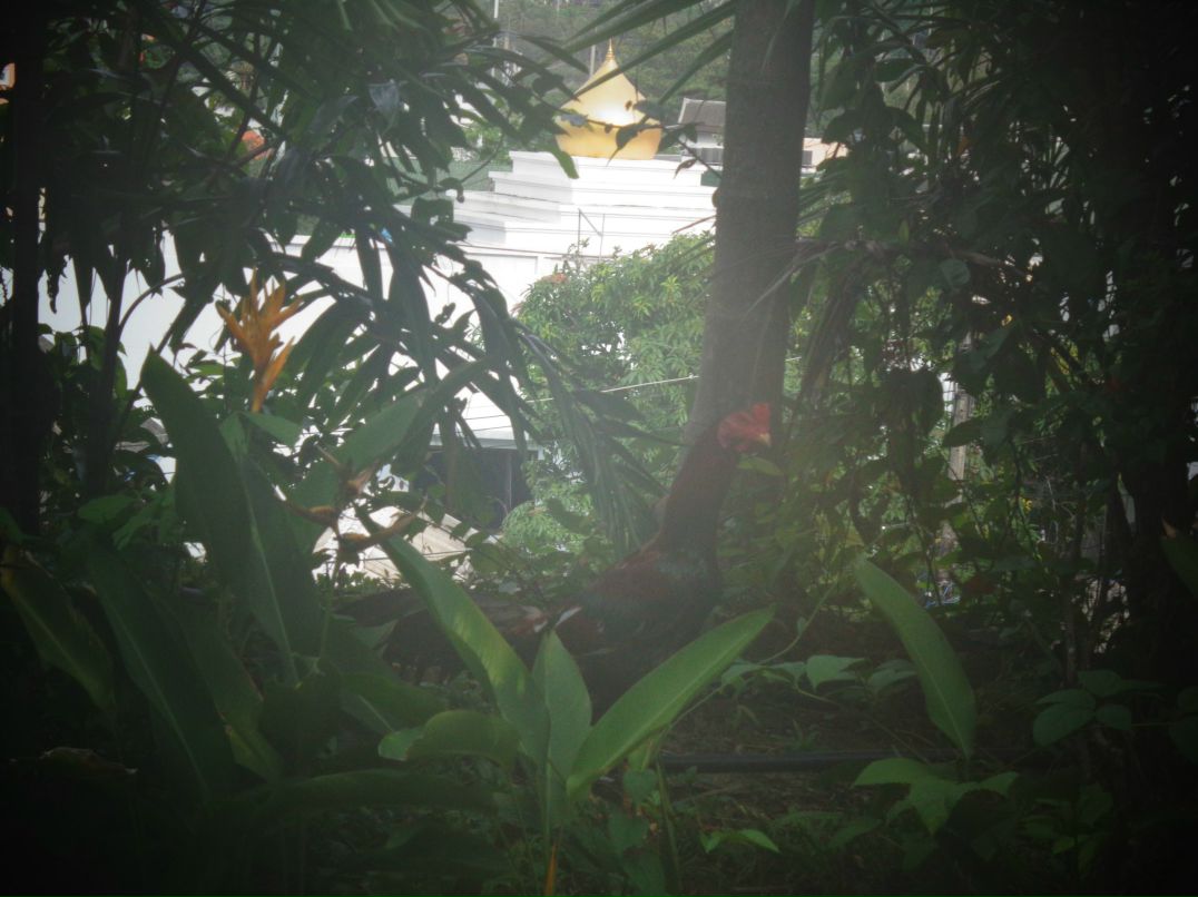 Николас Фурманов фотография #33