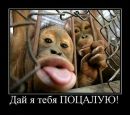 Славік Славік фотография #32 (источник - https://vk.com/id151660371)