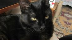 Fred Fred фотография #14 (источник - https://vk.com/id4939705)