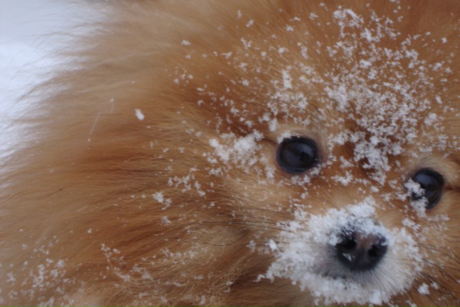 Сёмик Semik фото №2