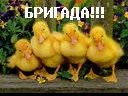 Діма Гринчак фотография #42 (источник - https://vk.com/id97294054)