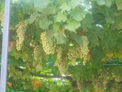 Фотография Федоровой Ольги