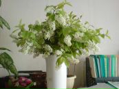 Фотография Веты Анны