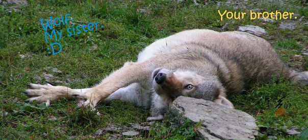 Ars Wolf фото №7