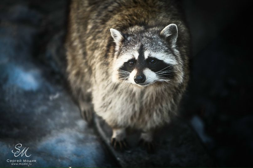 Сергей Модин фотография #17