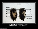 _wanted_ ! фотография #12 (источник - https://vk.com/id138279047)