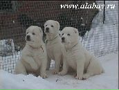 Діма Нікітін фотография #48 (источник - https://vk.com/id38752740)