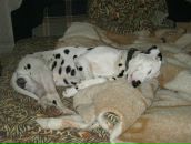 Антон Котов фотография #18 (источник - https://vk.com/id288997)