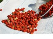 Ольга Пасиченко фотография #14 (источник - https://vk.com/id11957822)