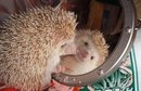 Фотография Мешиной Анны