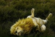 Фотография Нацвина Паши