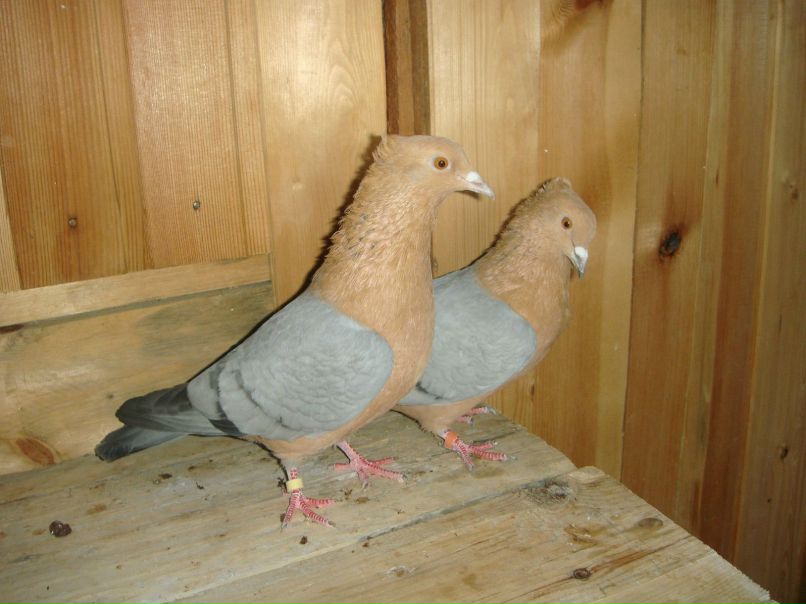 Виктор Приколаб фотография #47