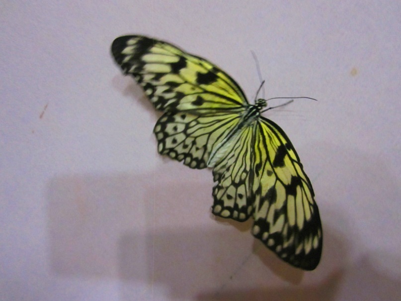 Ольга Гребенникова фотография #29