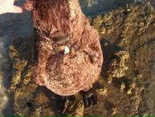 Фотография Моисеевой Елены