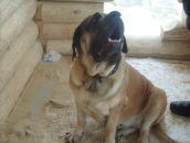 Фотография Ещенко Виктор