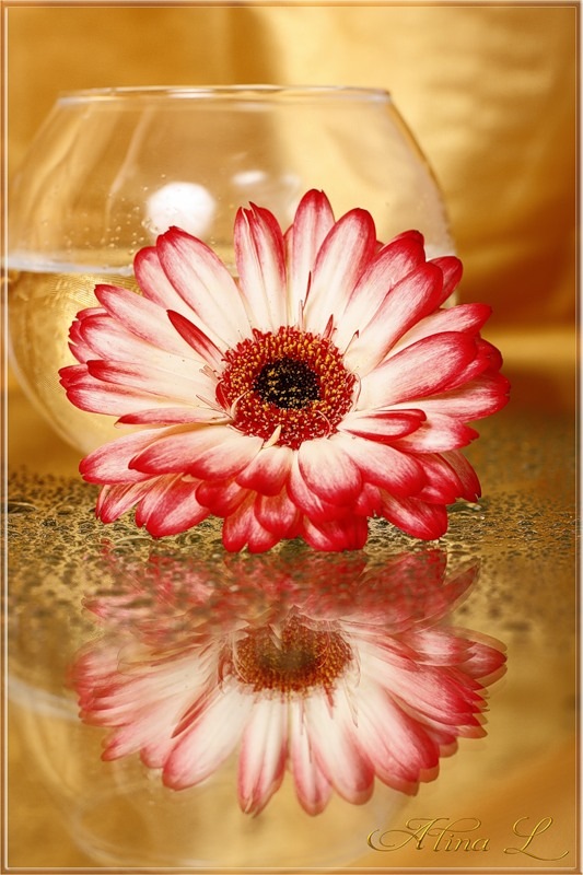 Елена Плотникова фотография #25