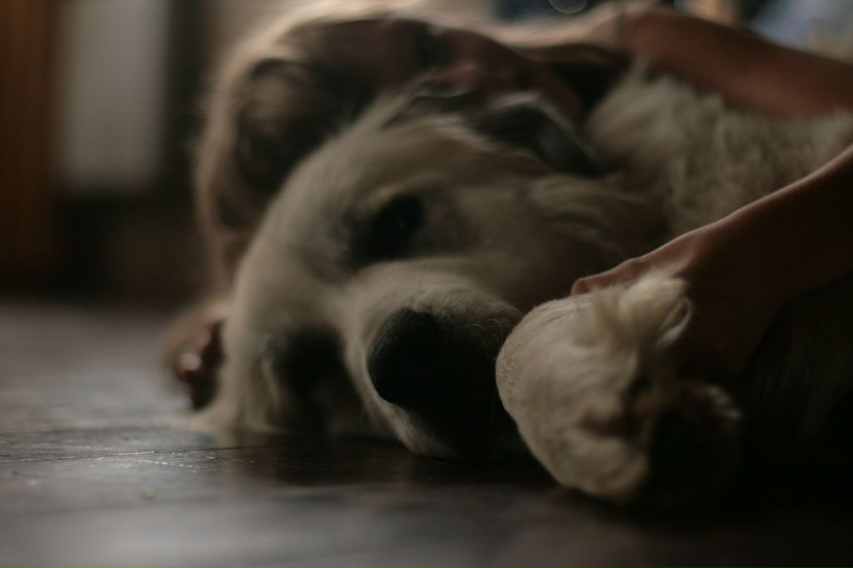 Slash Dot фотография #42