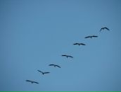 Дина Лебедева фотография #36 (источник - https://vk.com/id651702)