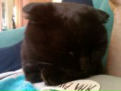 Макс Образцов фотография #42 (источник - https://vk.com/id3428524)