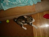 Лайма Ремінська фотография #28 (источник - https://vk.com/id108747419)