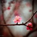 Фотография Никулиной Светланы