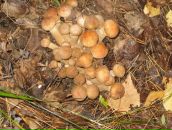 Фотография Рачковского Влада