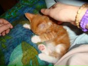 Фотография Щеголькова Елизавета