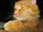 Фотография Лисанца Тараса