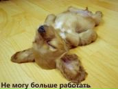 Фотография Панченкова Александра