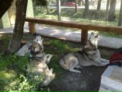 Юра Машіко фотография #27 (источник - https://vk.com/id64588558)