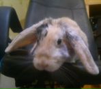 Фотография Дмитриевой Елены