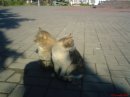 Фотография Королёва Павла