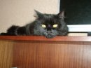 Софія Шайдич фотография #42 (источник - https://vk.com/id52277772)
