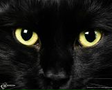 Фотография Гришиной Анастасии