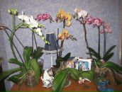 Фотография Пронюшкиной Яны