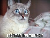 Дмитрий Baltser фотография #22 (источник - https://vk.com/id734192)