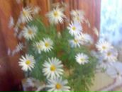 Лідія Лупина фотография #34 (источник - https://vk.com/id150296004)