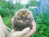 Фотография Литомина Нина