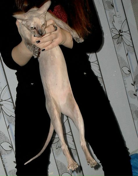 Bright Queen фото №1