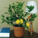 Фотография Скворцова Анатолия