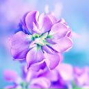 Фотография Лебедевой Елены