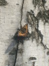 Фотография Чирковой Светланы