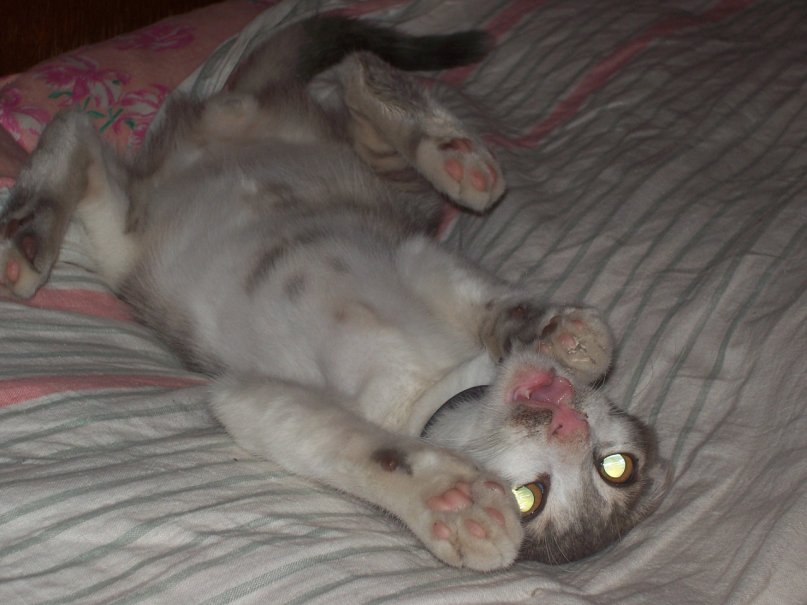 Александра Ищенко фотография #39