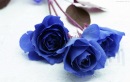 Ірина Алексеєвич фотография #15 (источник - https://vk.com/id151669665)