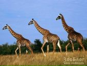 Фотография Серовой Луизы