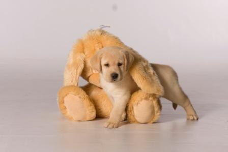 №17, Ольга Комарницкая, Саратов №17, Ольга Комарницкая, Саратов